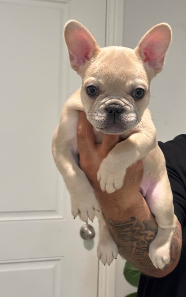 French Bulldog Puppies media 3