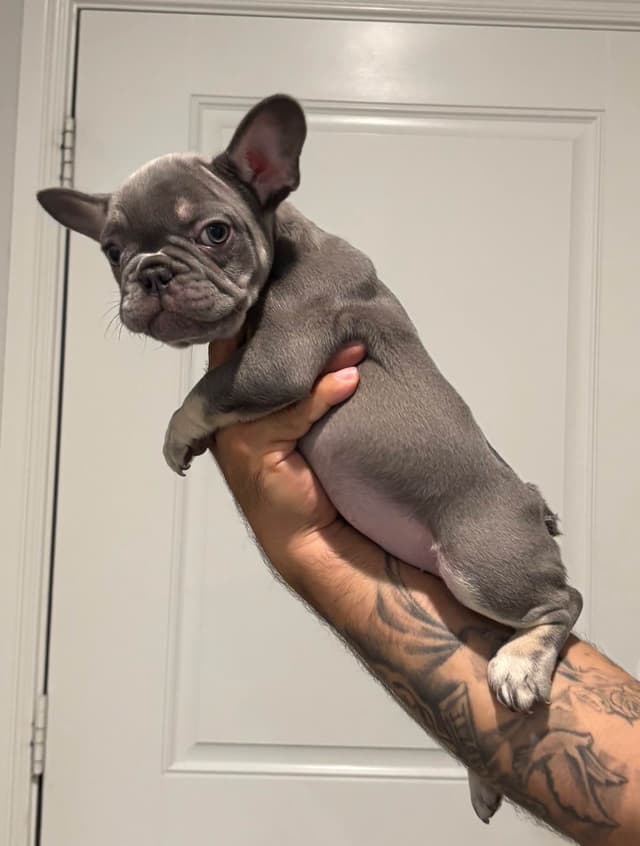 French Bulldog Puppies media 2