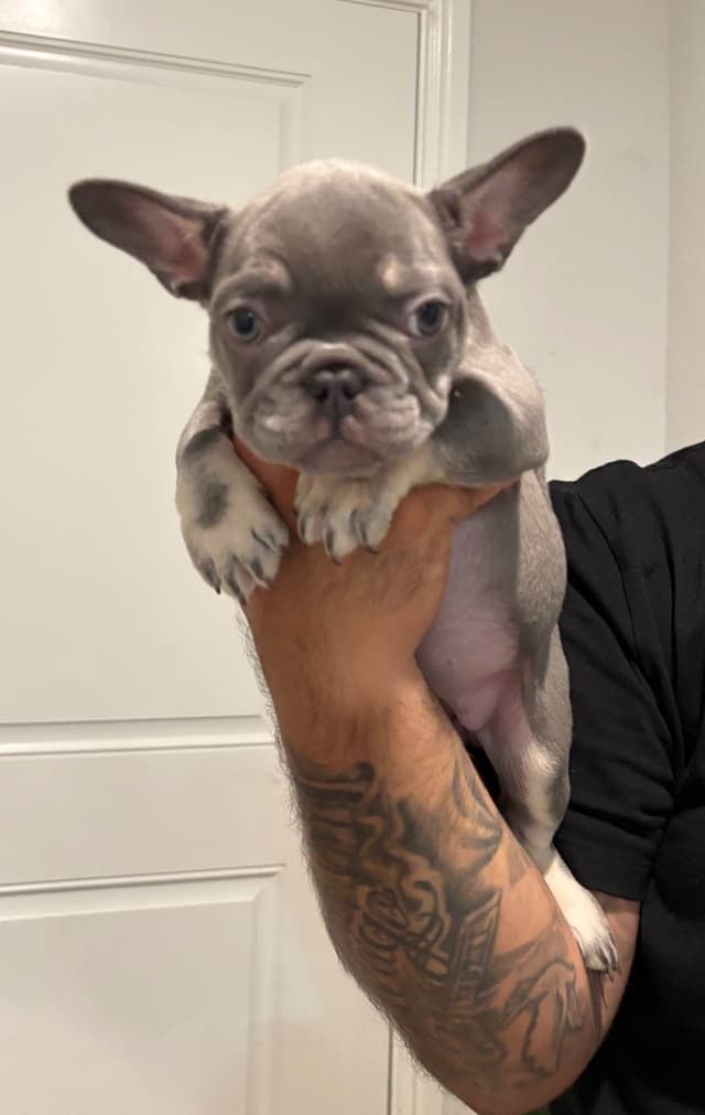 French Bulldog Puppies media 4