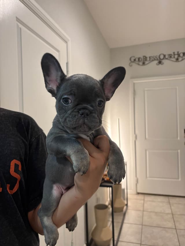 French Bulldog Puppies media 6