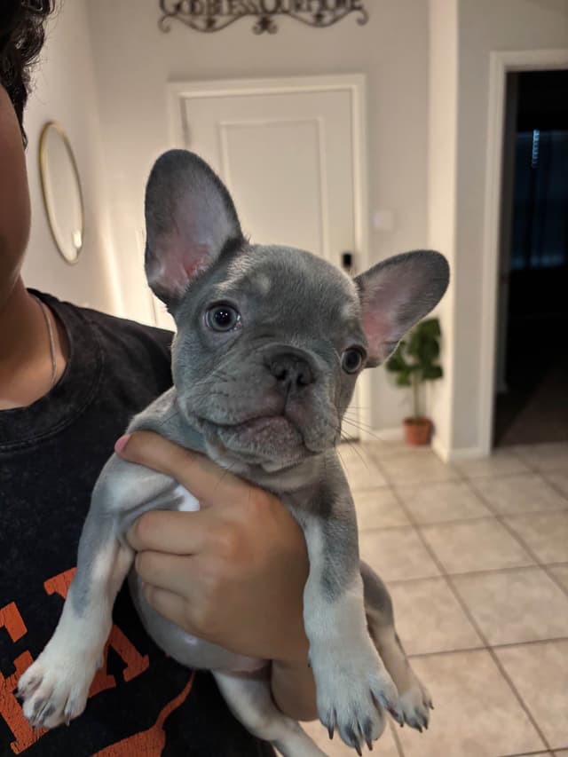 French Bulldog Puppies media 8