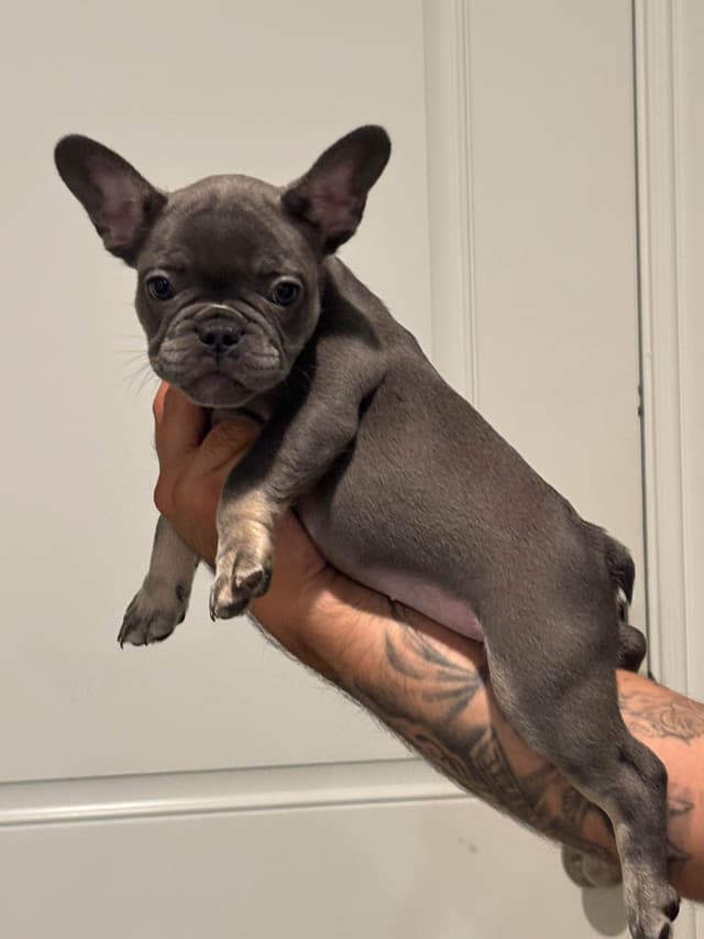 French Bulldog Puppies media 7