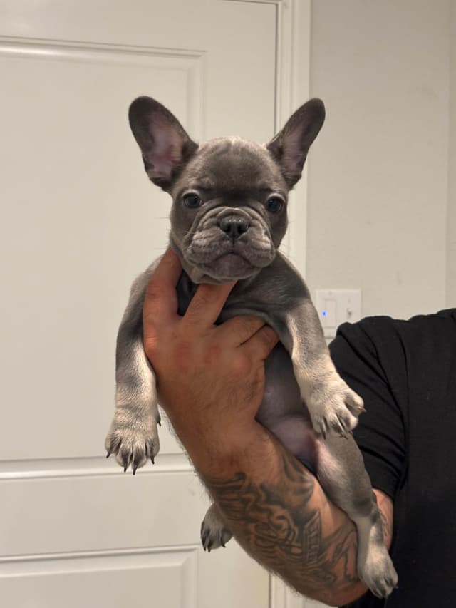 French Bulldog Puppies media 10
