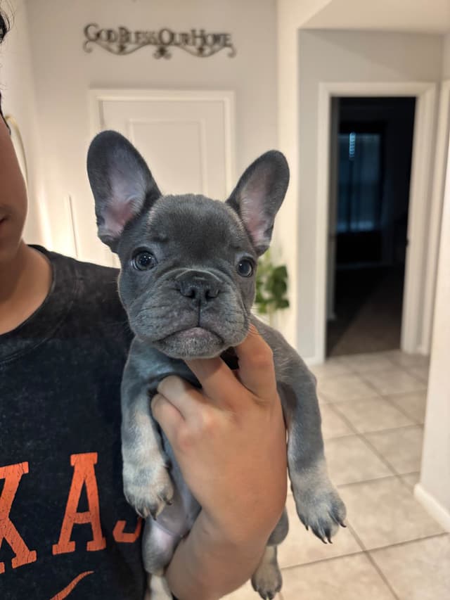 French Bulldog Puppies media 9