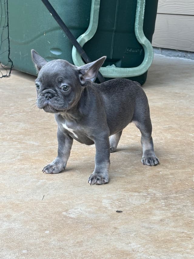 French Bulldog Puppies media 14