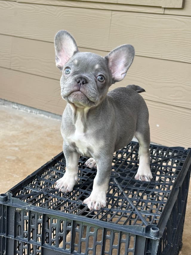 French Bulldog Puppies media 13