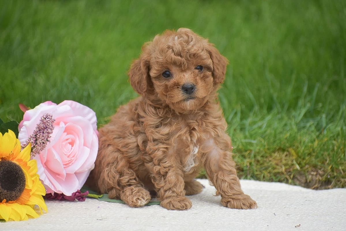 AKC Red Toy Poodle Puppies breeder image 1