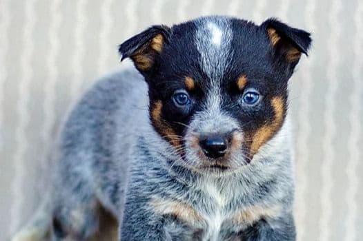 Australian Cattle Dog Puppies breeder image 3