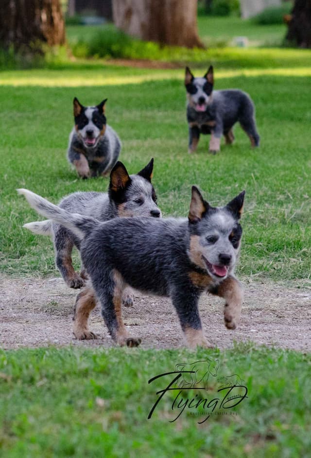 Australian Cattle Dog Puppies media 2