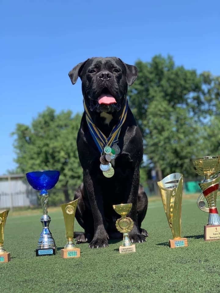 Rare Find Genetic line of European Champions. breeder image 7