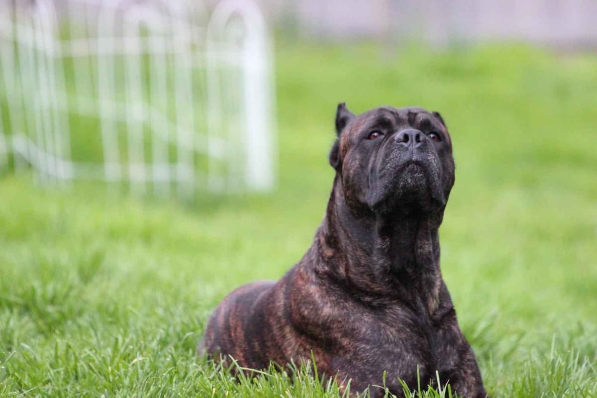 Rare Find Genetic line of European Champions. breeder image 13