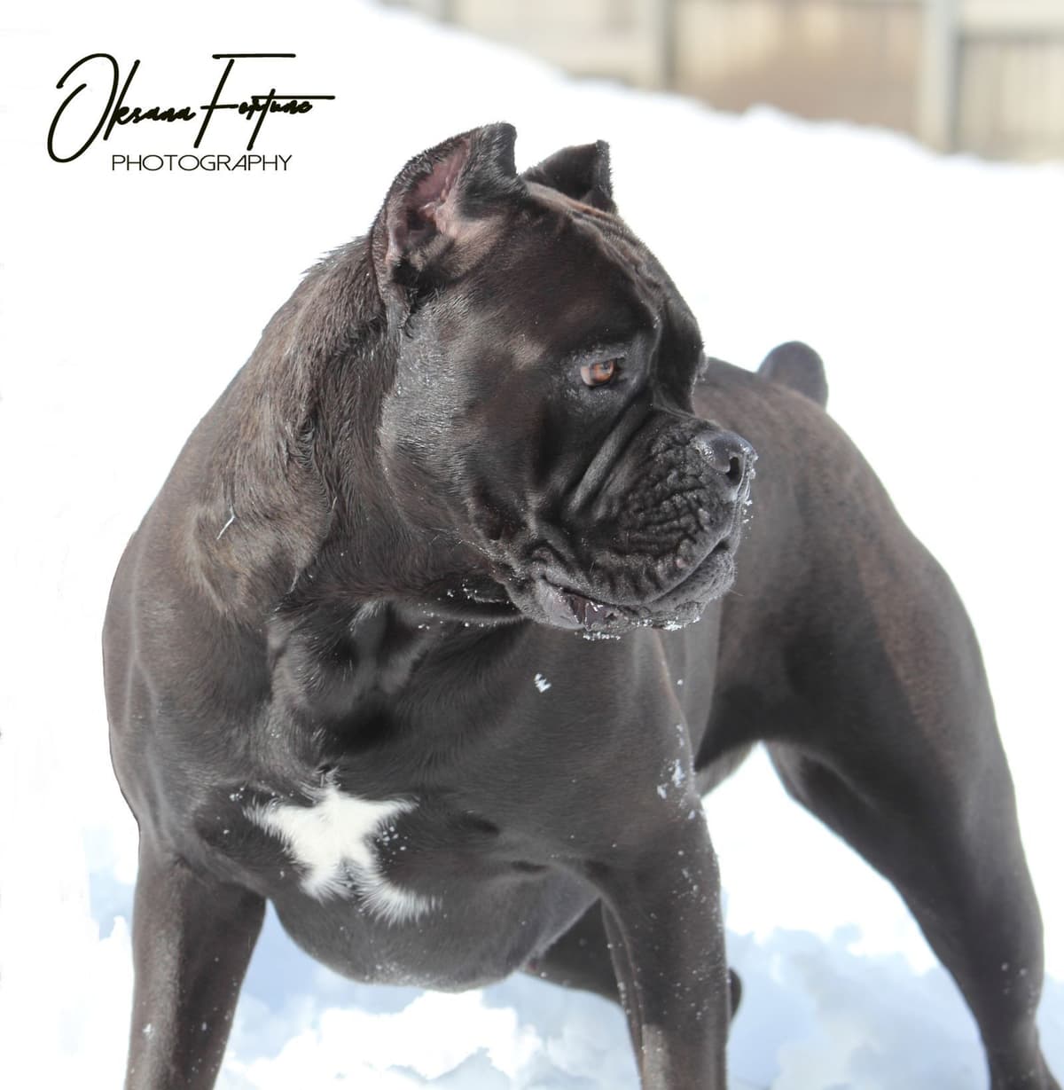 Rare Find Genetic line of European Champions. breeder image 9