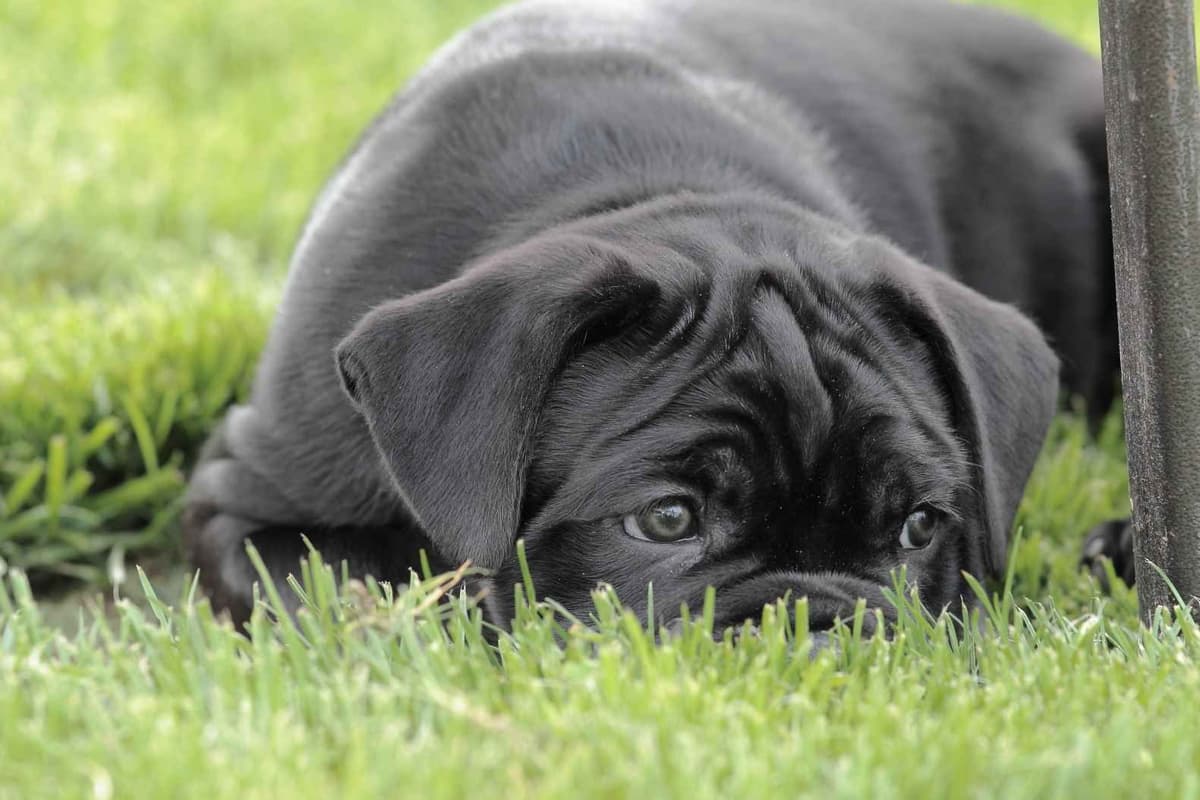 Rare Find Genetic line of European Champions. breeder image 14
