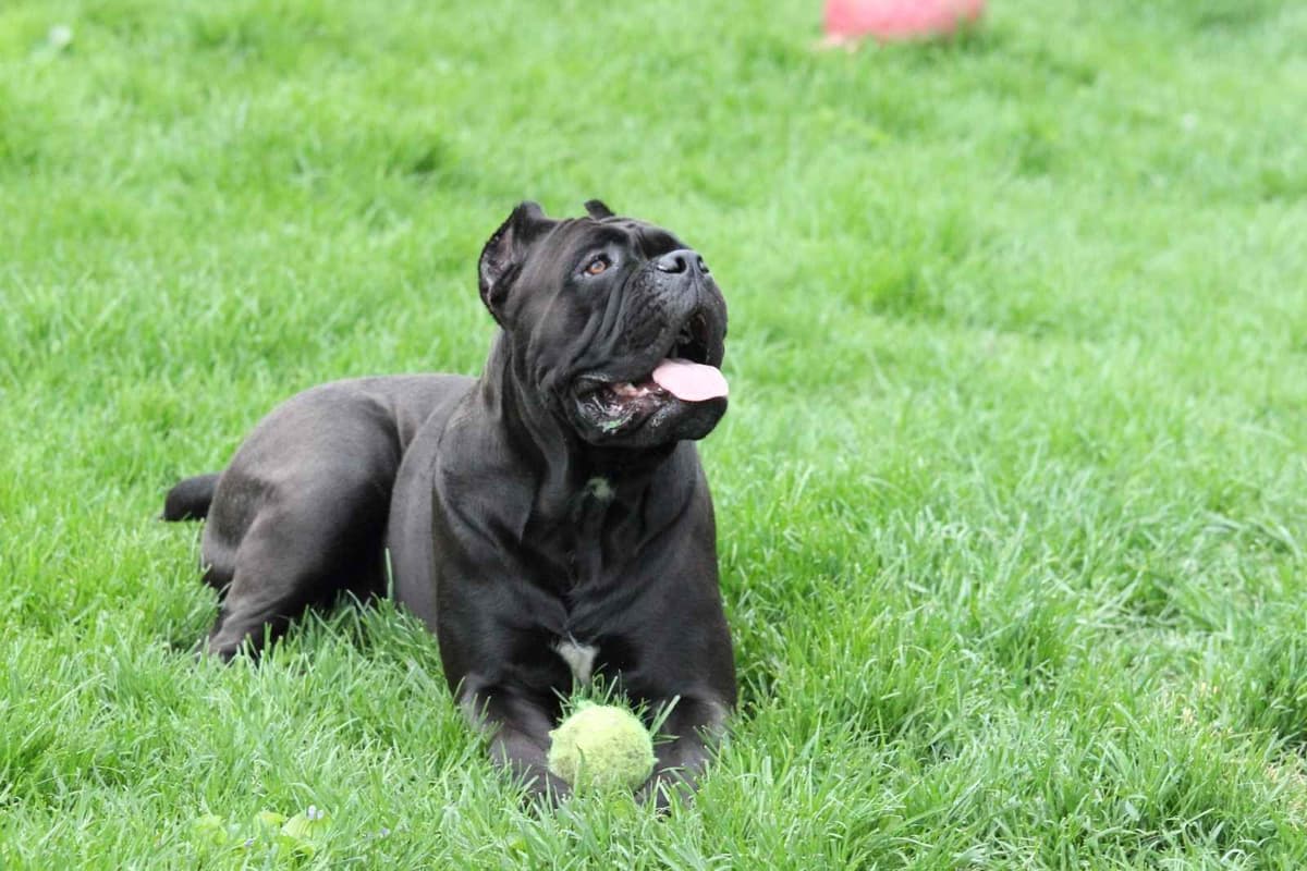 Rare Find Genetic line of European Champions. breeder image 11