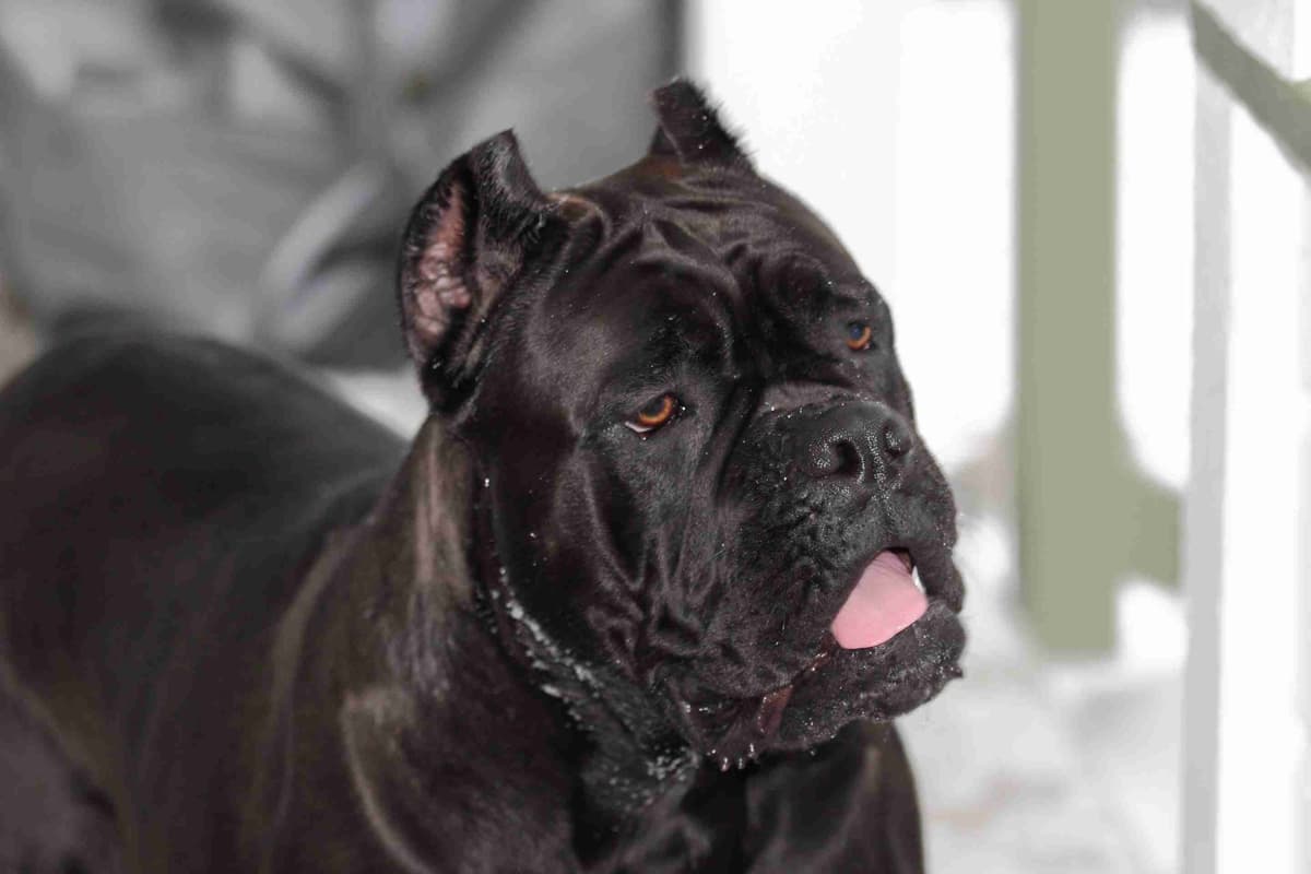 Rare Find Genetic line of European Champions. breeder image 20