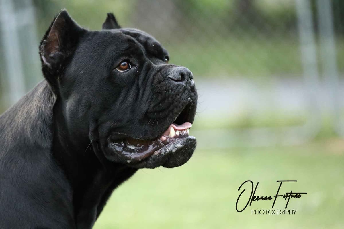 Rare Find Genetic line of European Champions. breeder image 3
