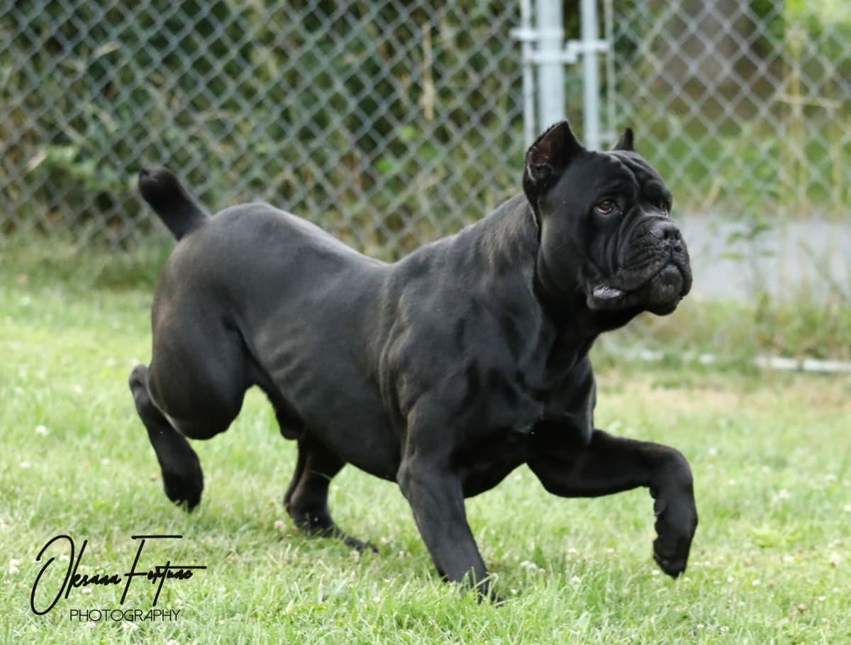 Rare Find Genetic line of European Champions. breeder image 5