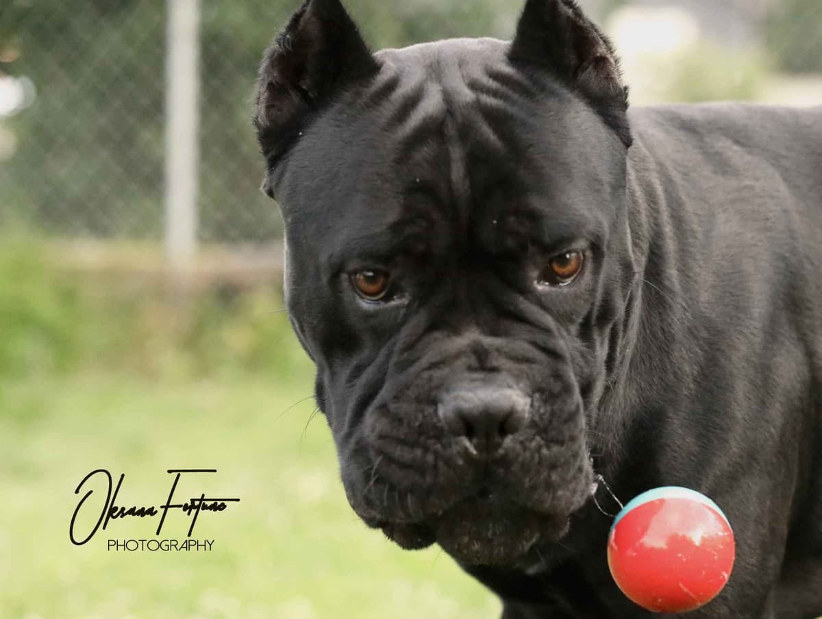 Rare Find Genetic line of European Champions. breeder image 2