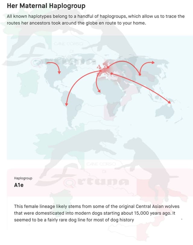 Rare Find Genetic line of European Champions. media 16