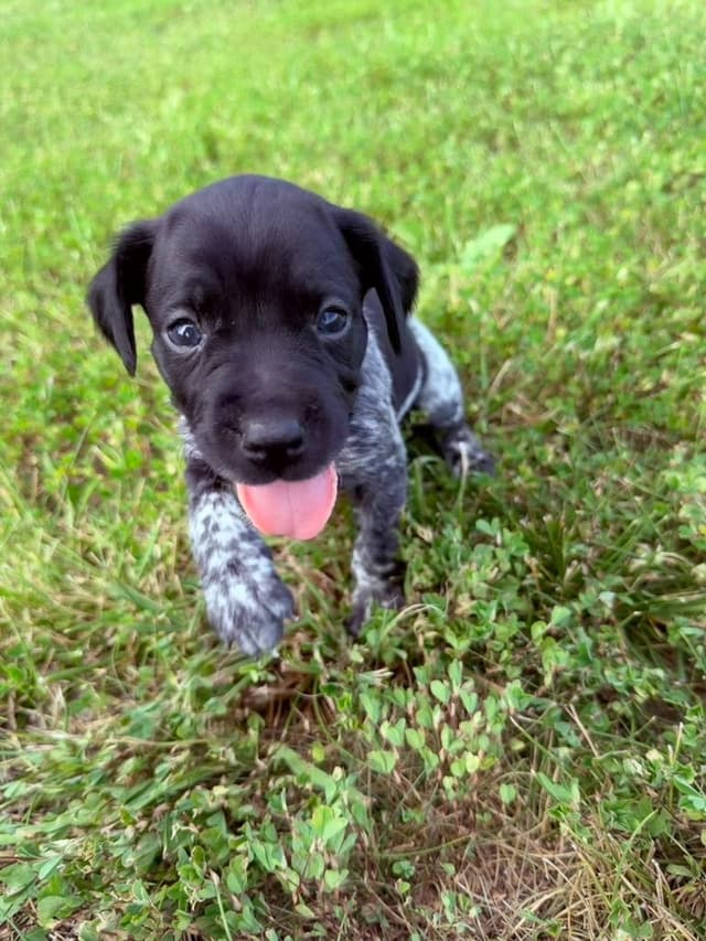 German Shorthaired Pointer Puppies media 3