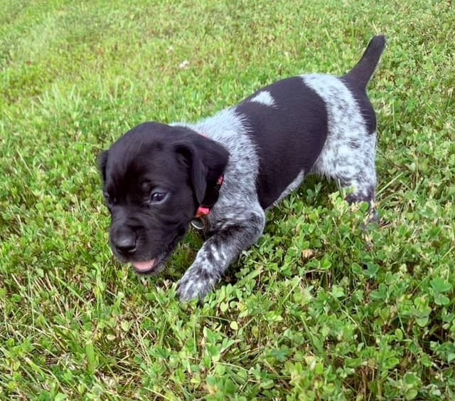 German Shorthaired Pointer Puppies media 4