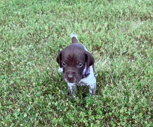German Shorthaired Pointer Puppies media 5