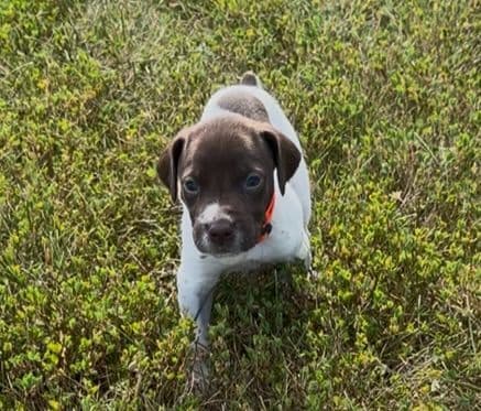 German Shorthaired Pointer Puppies media 7
