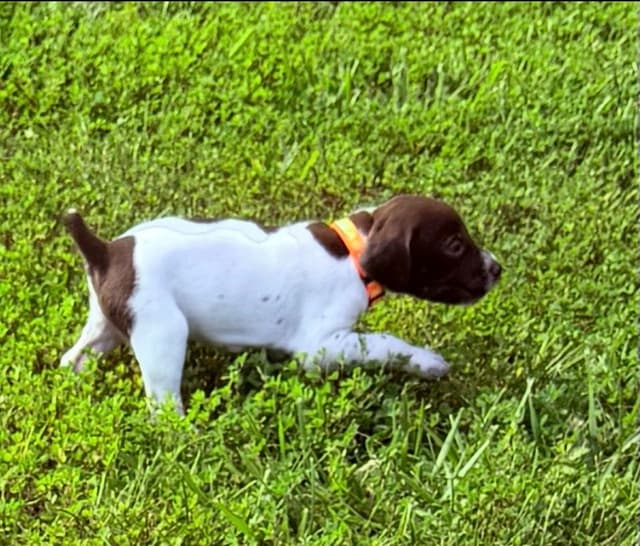 German Shorthaired Pointer Puppies media 8
