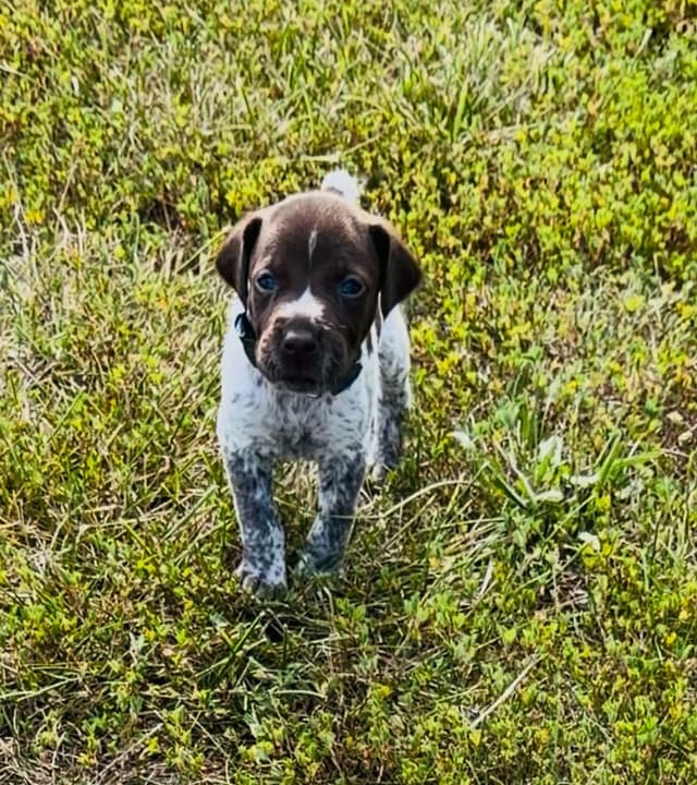 German Shorthaired Pointer Puppies media 9