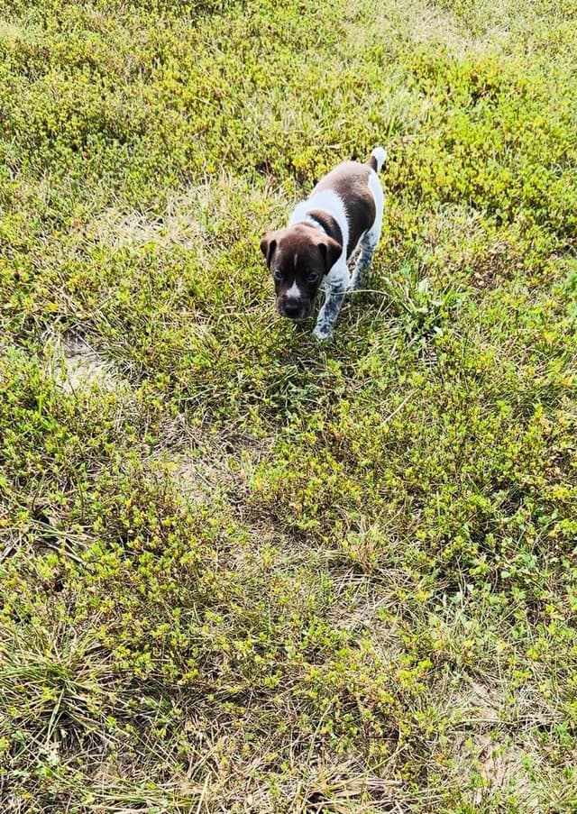 German Shorthaired Pointer Puppies media 10