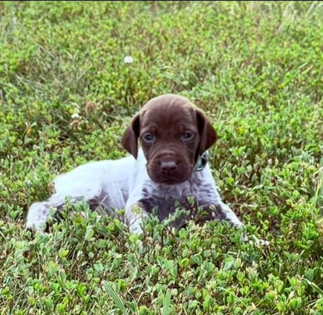 German Shorthaired Pointer Puppies media 11