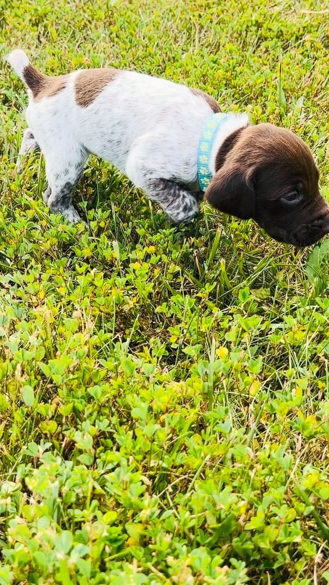 German Shorthaired Pointer Puppies media 12