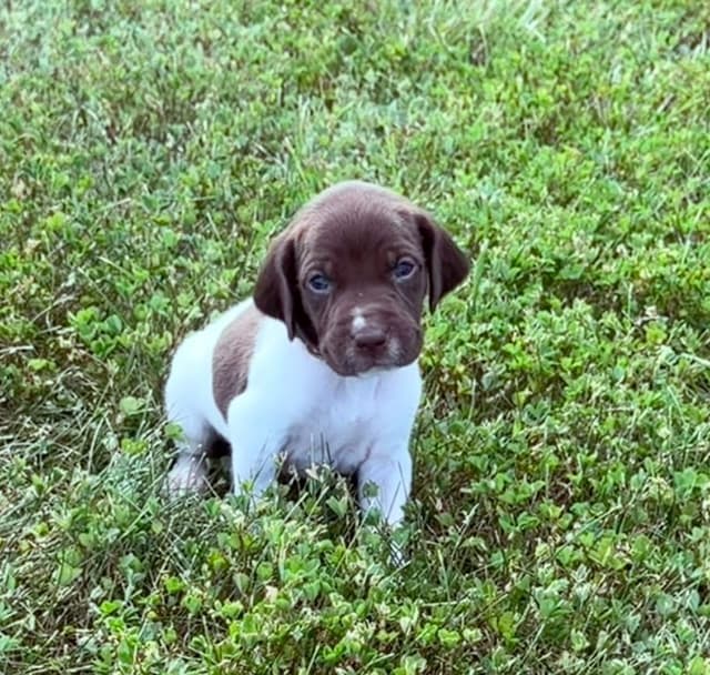 German Shorthaired Pointer Puppies media 13