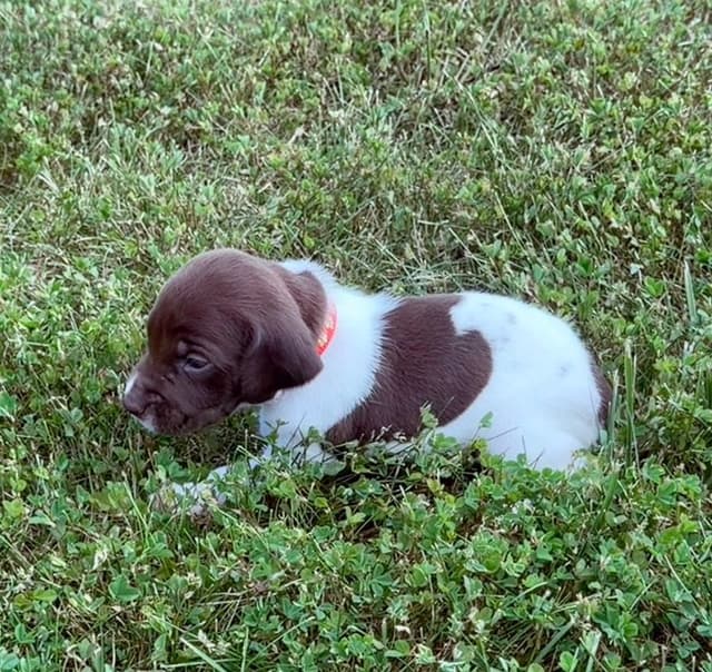 German Shorthaired Pointer Puppies media 14