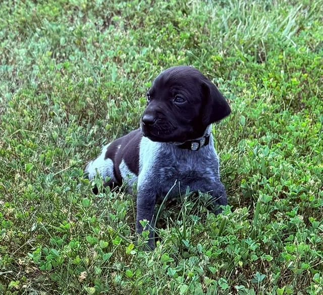 German Shorthaired Pointer Puppies media 2