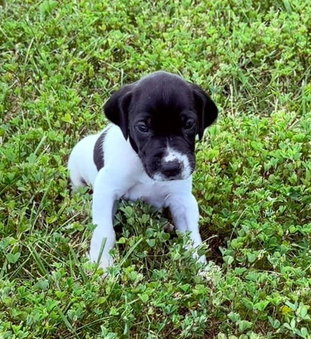 German Shorthaired Pointer Puppies media 15