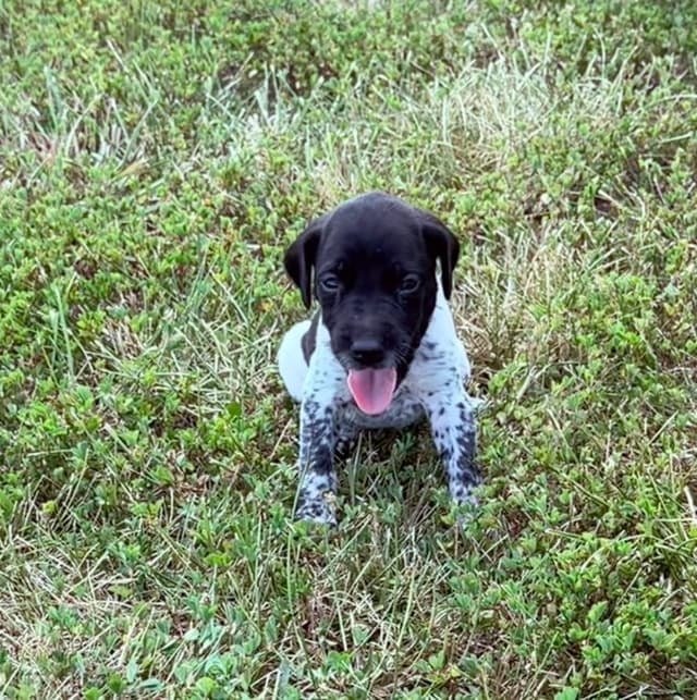German Shorthaired Pointer Puppies media 17
