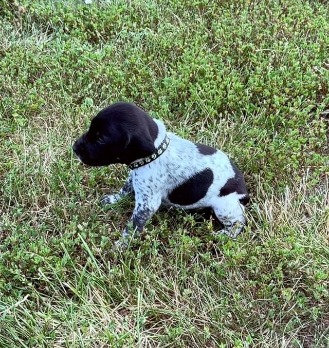 German Shorthaired Pointer Puppies media 18