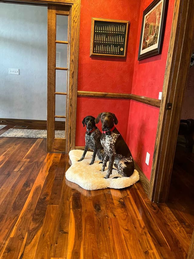 German Shorthaired Pointer Puppies media 19