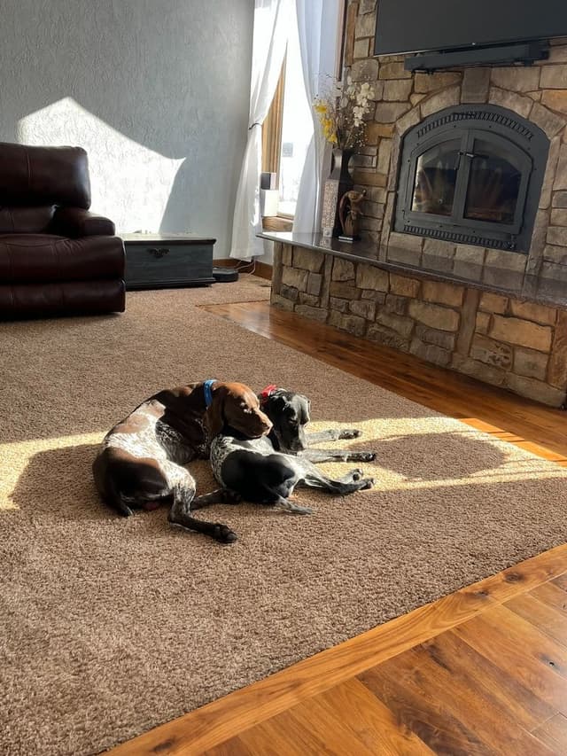 German Shorthaired Pointer Puppies media 20