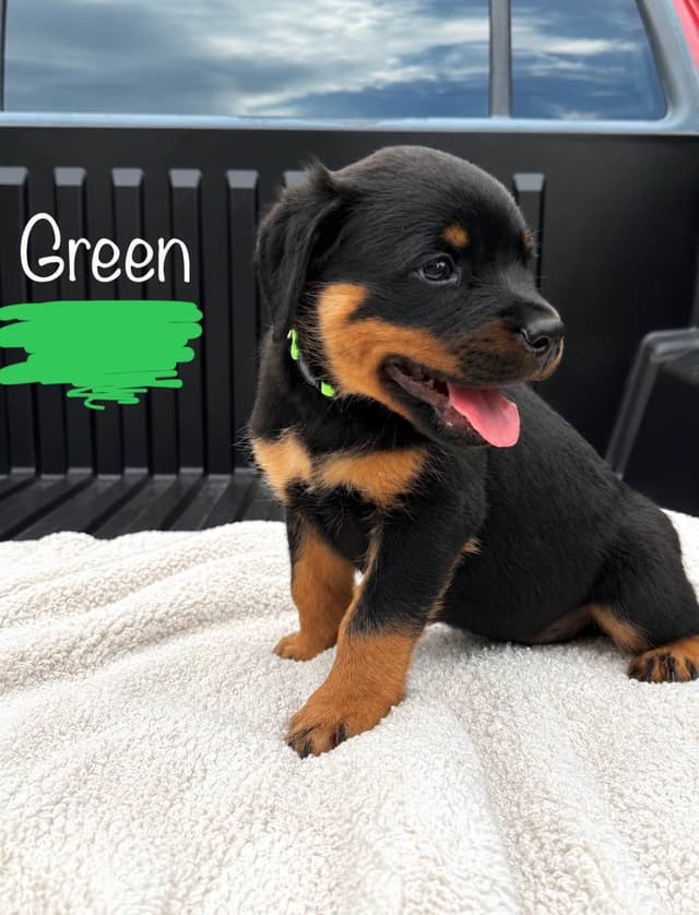 Rottweiler Puppies Ready June 19 media 3