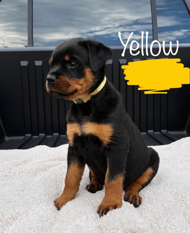Rottweiler Puppies Ready June 19 media 4
