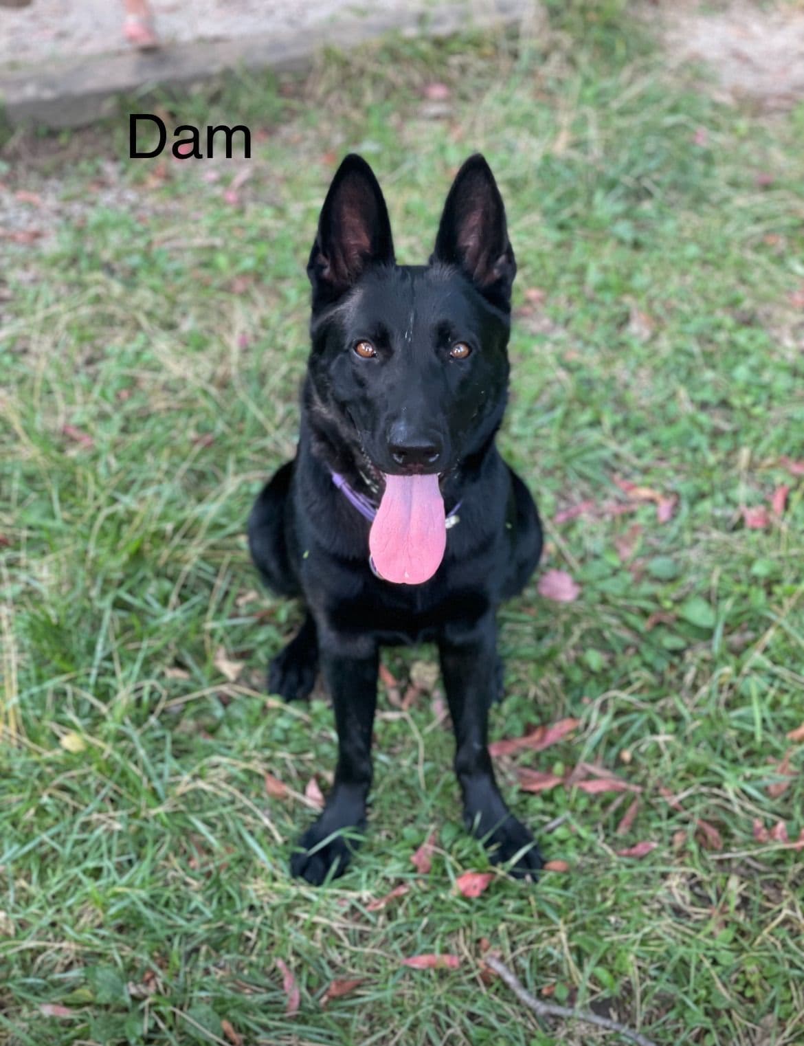 German Shepherd Dog Puppies breeder image 1