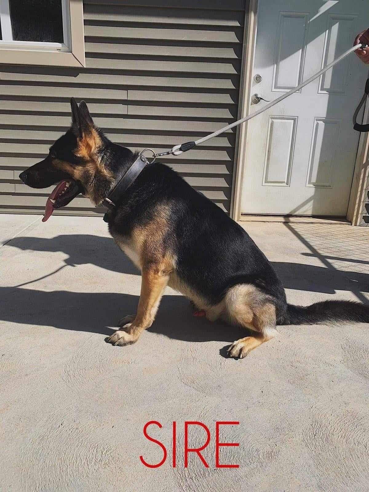 German Shepherd Dog Puppies breeder image 5