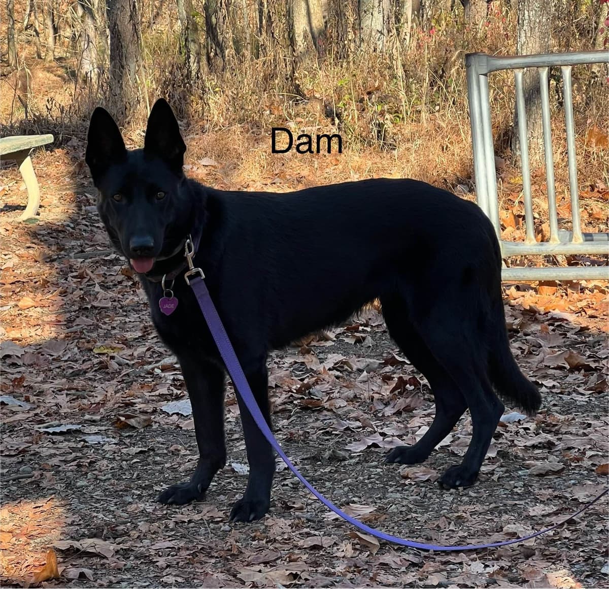 German Shepherd Dog Puppies breeder image 3
