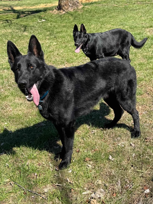 German Shepherd Dog Puppies media 2
