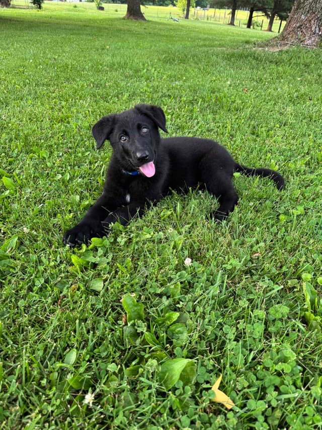 German Shepherd Dog Puppies media 3