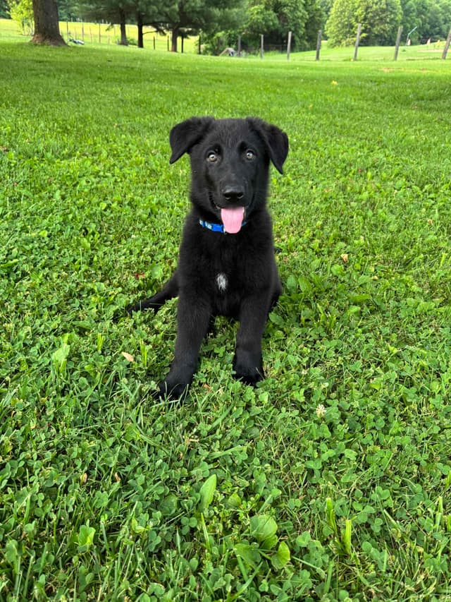 German Shepherd Dog Puppies media 4