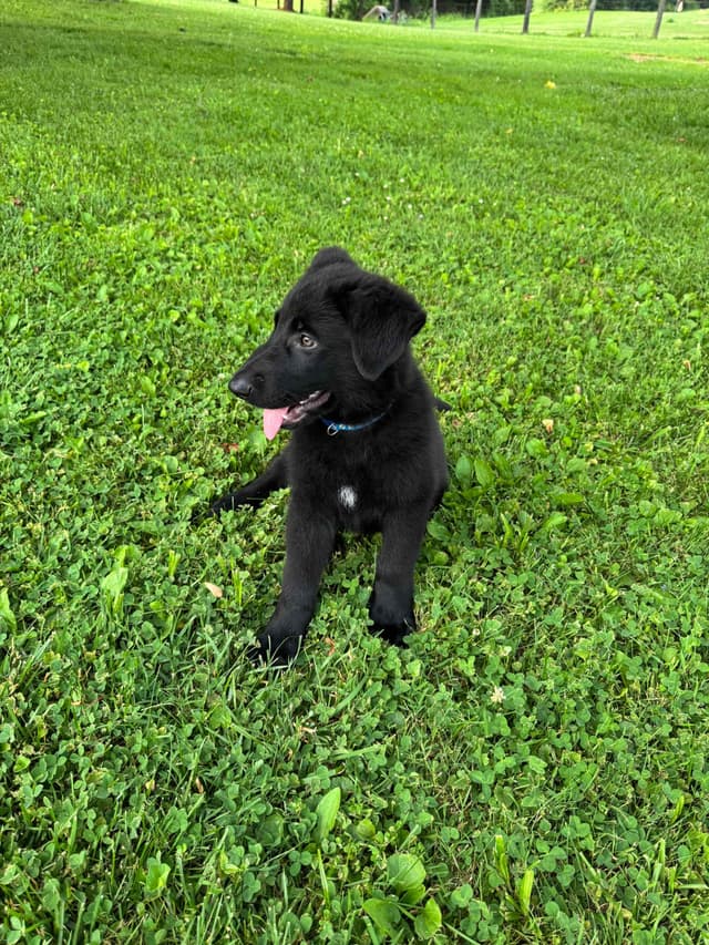 German Shepherd Dog Puppies media 5