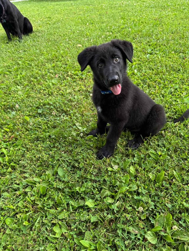 German Shepherd Dog Puppies media 6